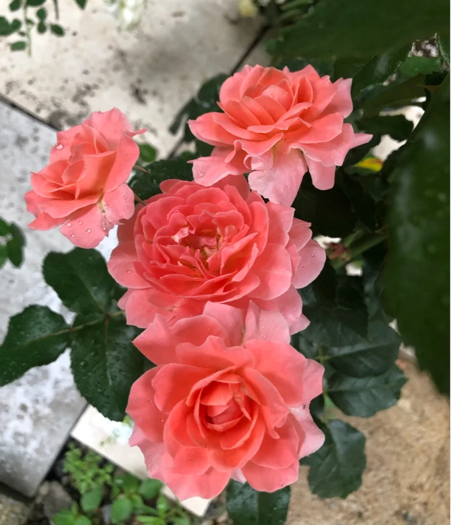 【芳香王阳台】翻斗花园露天玫瑰勤花多头花期长