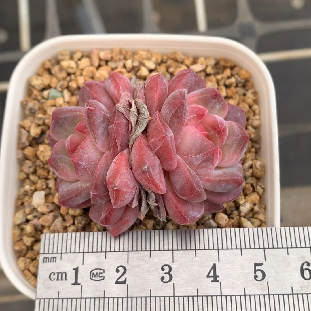 008双头红琥珀冠服4.5