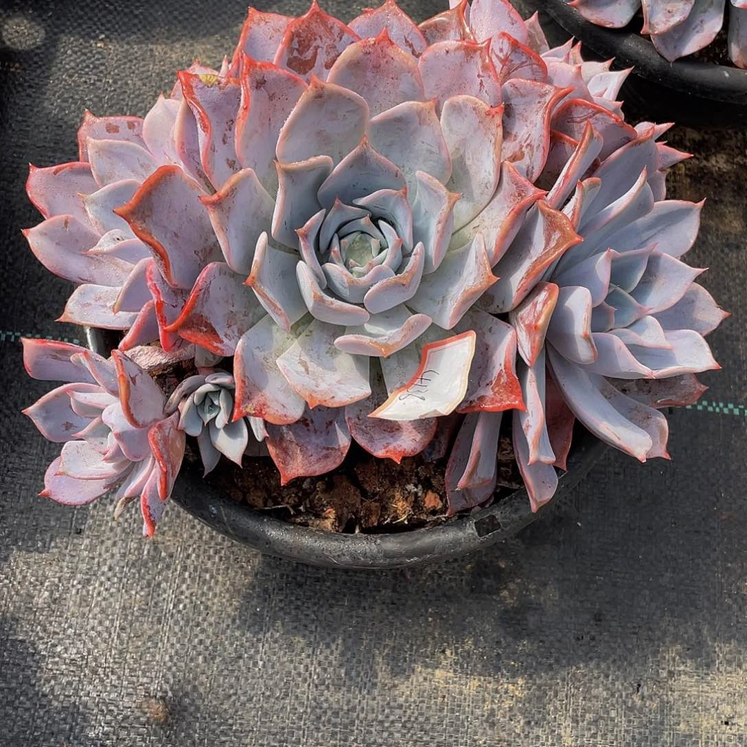 小***女露西娜多肉植物群