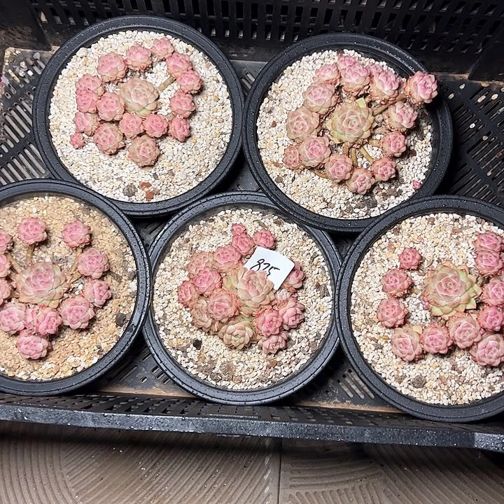 875多肉一颗包邮