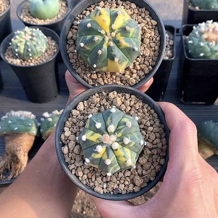 组合2棵实生脱土发货