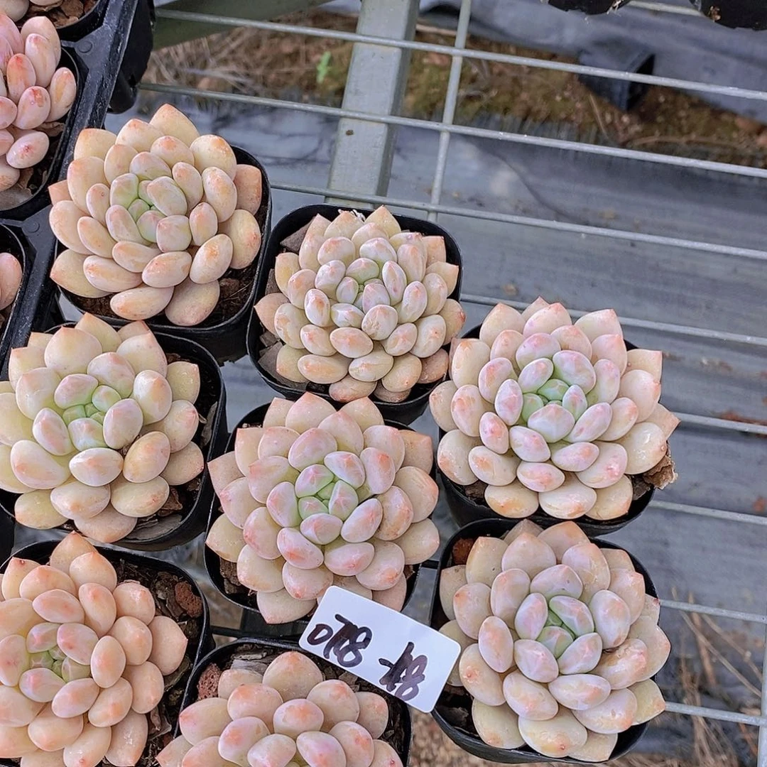 0718-48-半夏单头一颗量拍