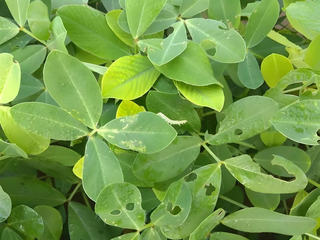 【李真农资】花生青虫蓟马虫管理方案