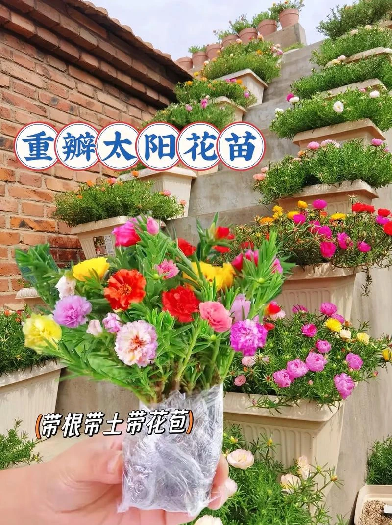 多色重瓣苗四季开花室内绿植花卉花期盆栽花苞太阳花老桩大花特大