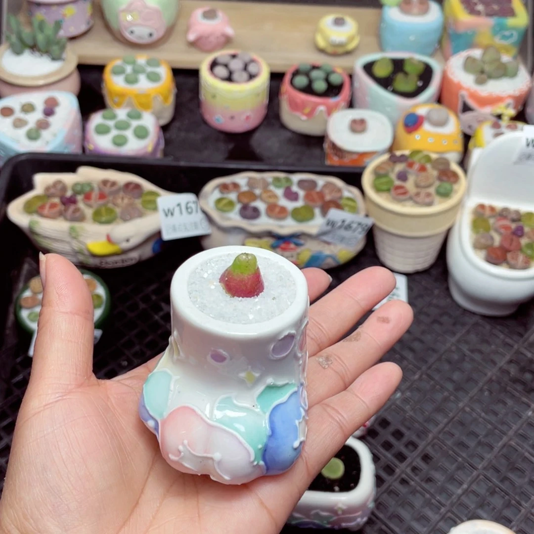 w1683 -零下地区拍保温箱-15支持寄养