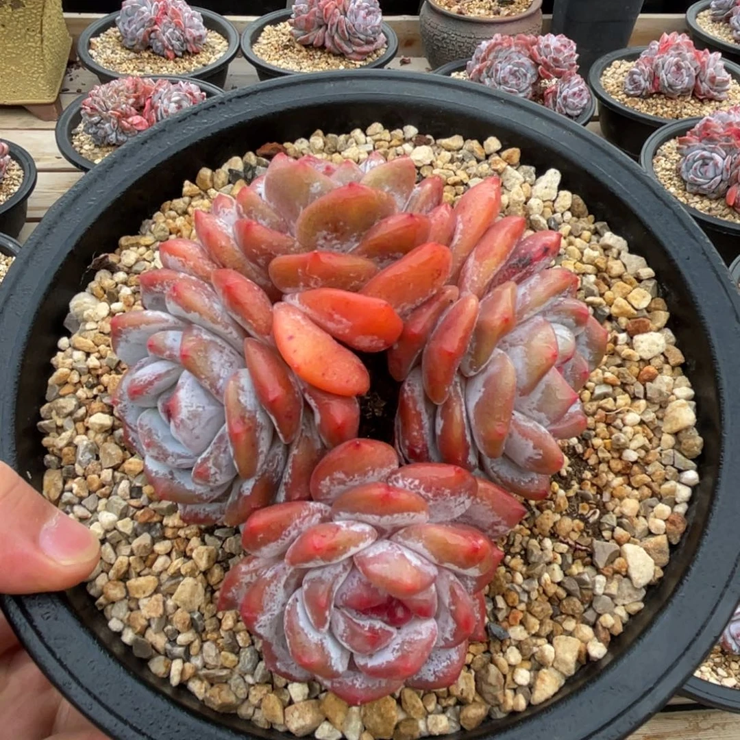 一物一拍不支持退换
