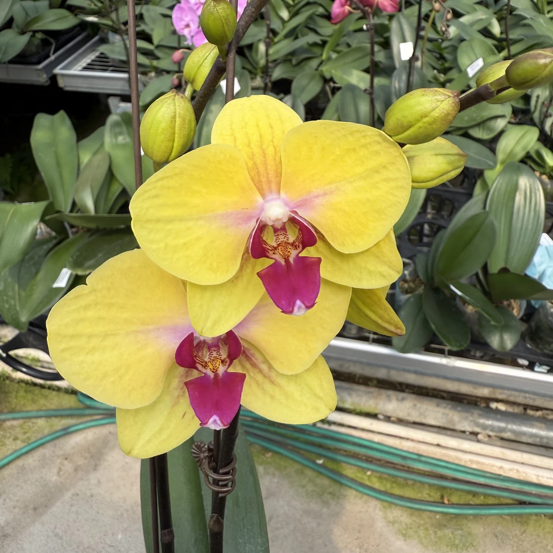 植趣花卉【钜宝发财】3.5新品黄色大花 开花/花苞混发