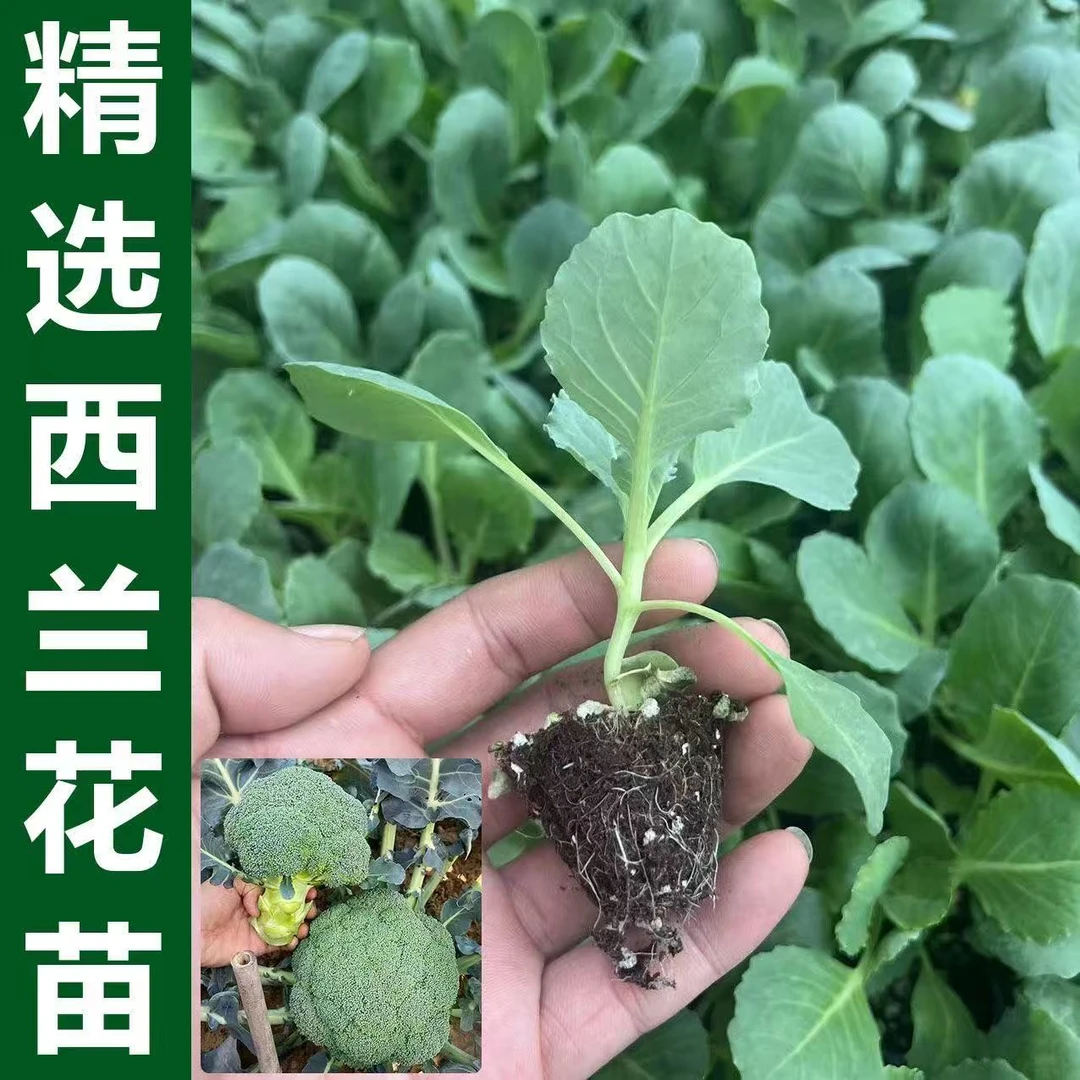 西兰花苗有机西兰花苗带土秧苗绿色花菜花椰菜耐热抗寒冬季易成活