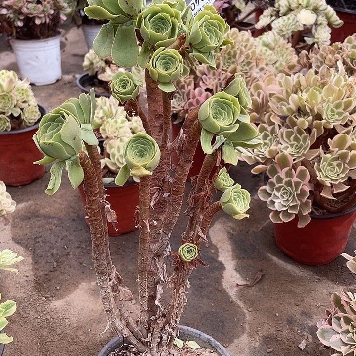 340绿羊绒多肉植物法师