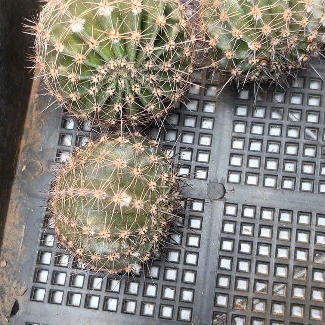 16-3 侧牙20包邮2