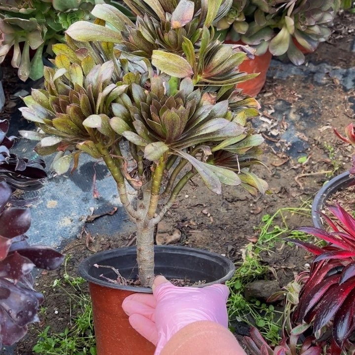 166灰豆多肉法师不包断枝