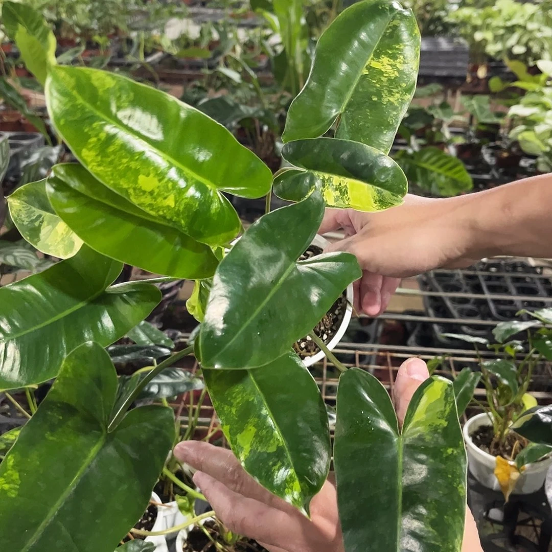 完全开放723伯乐锦