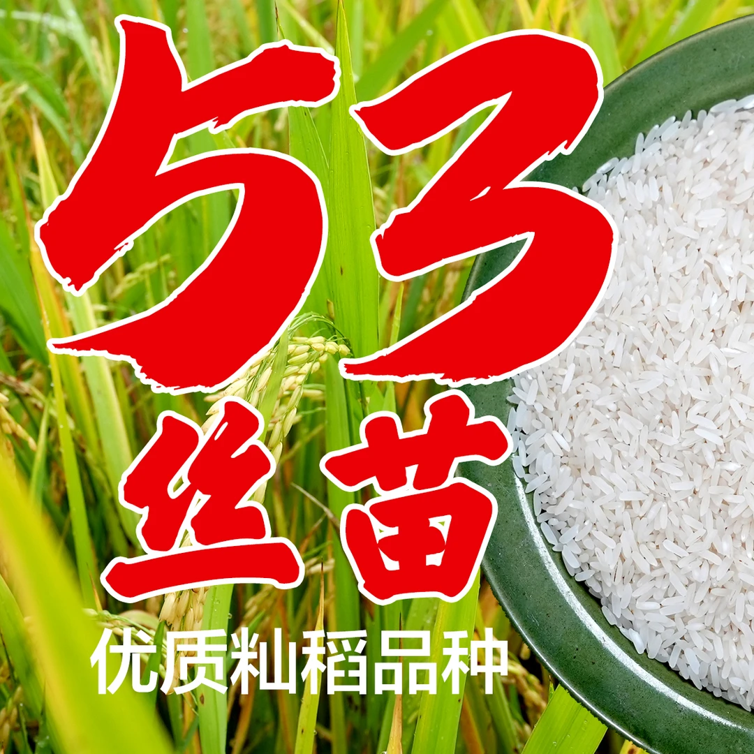 四喜老妈甄选长寿之乡湖北钟祥勤岭村优质传统品种53丝苗米中碧玉