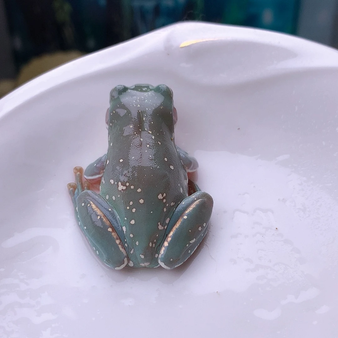 老爷树蛙5号精品超蓝个性雪花大金腿