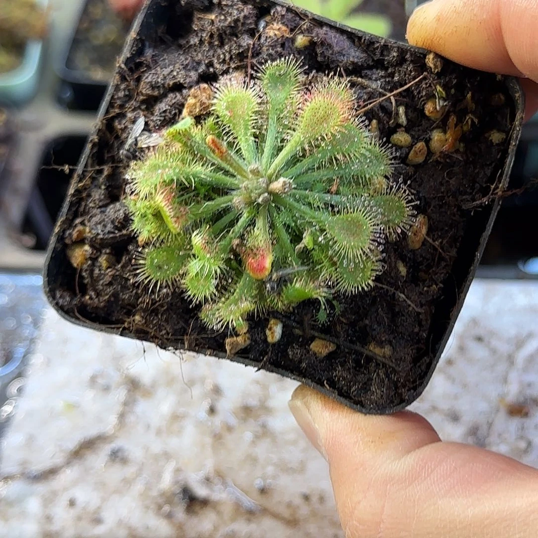 完全开放白绒毛茅膏菜