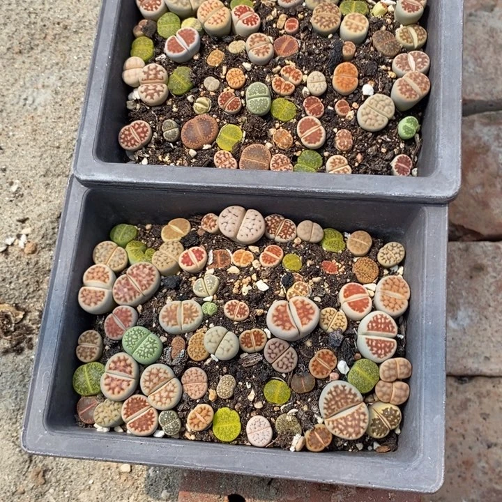 懒***猪生石花等植物的562