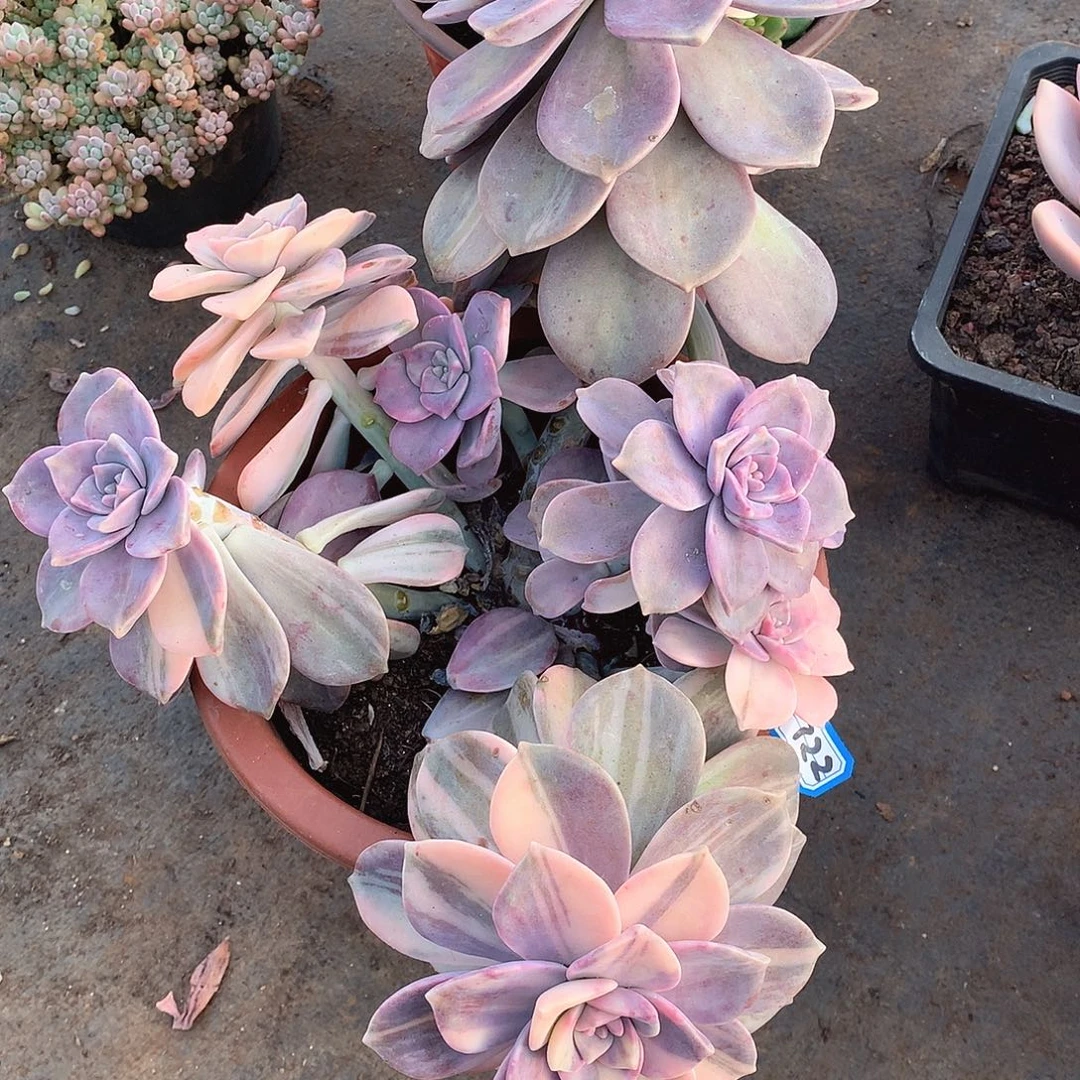 722紫乐锦 一物一拍多肉