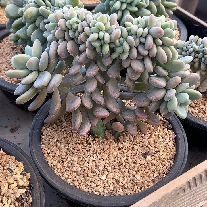 洛神群生缀化多肉