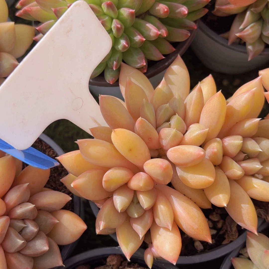 香玉的故事是一个人的故事