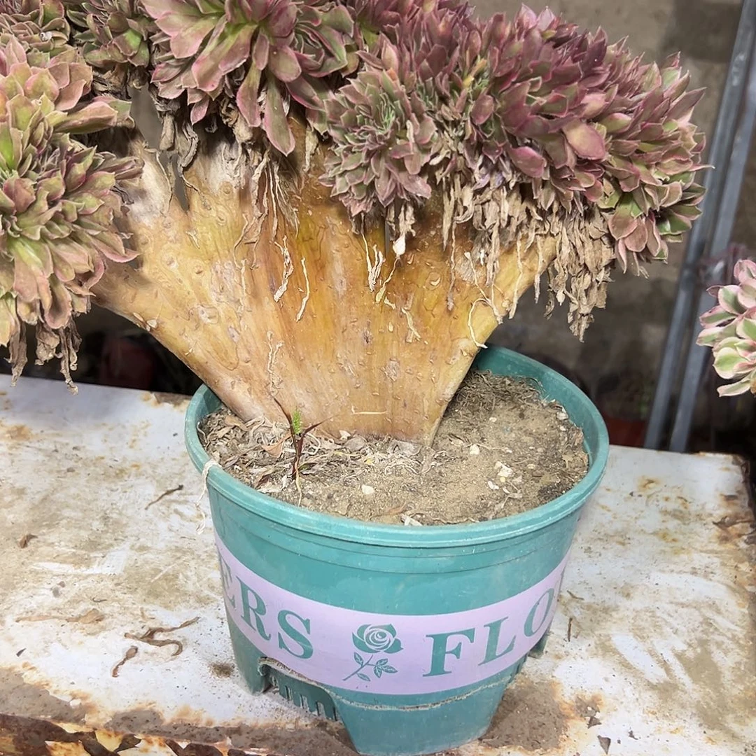 多肉植物女神缀花349