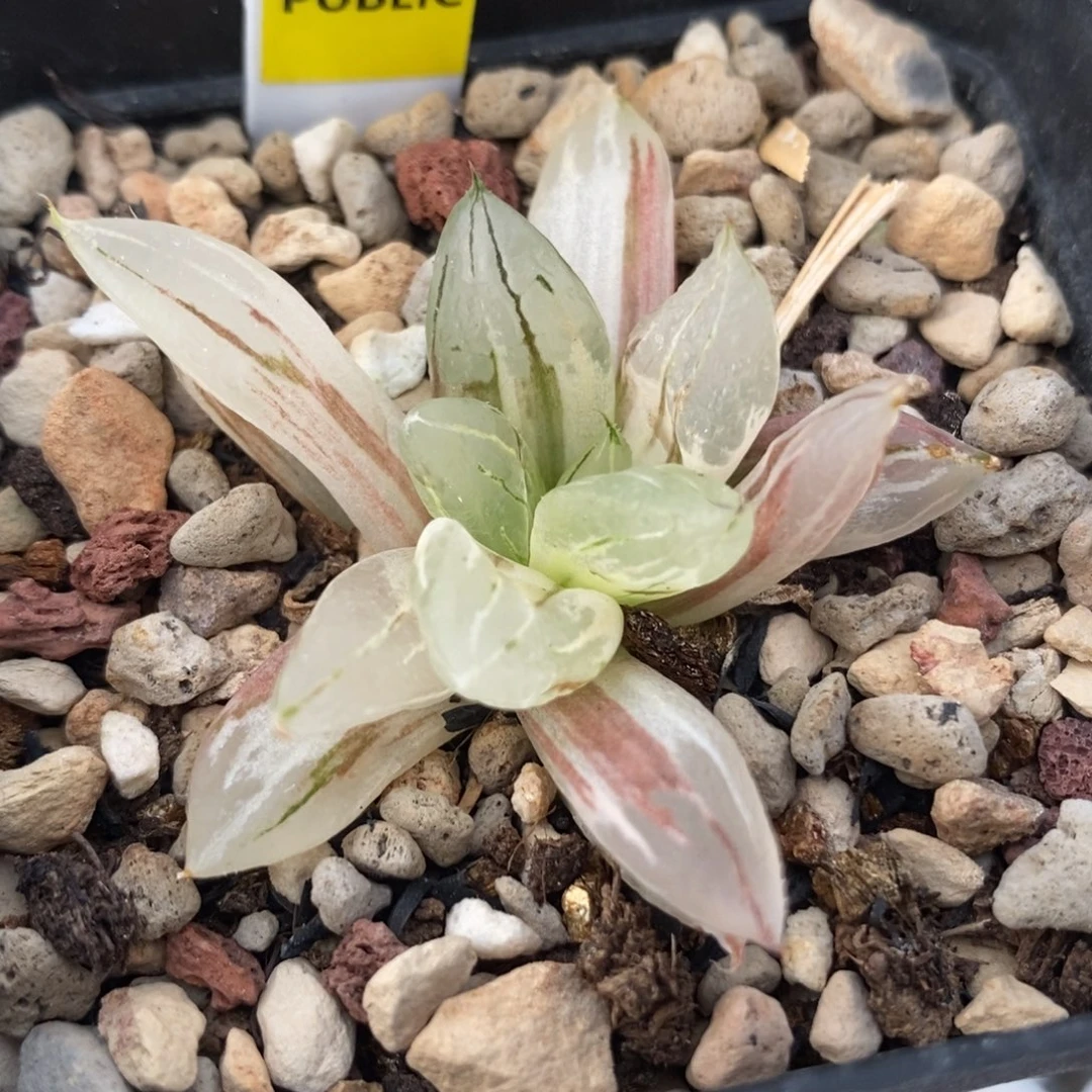 180西亚姬寿锦一物一拍