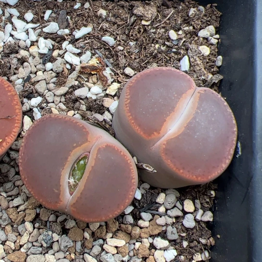 0173号日轮 多肉植物