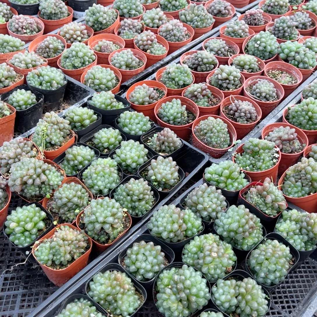 带盆孙氏玉露多肉植物一颗
