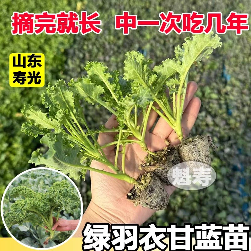 高产绿羽衣甘蓝秧苗食用观赏耐热耐寒紫羽衣甘蓝种子高钙蔬菜阳台