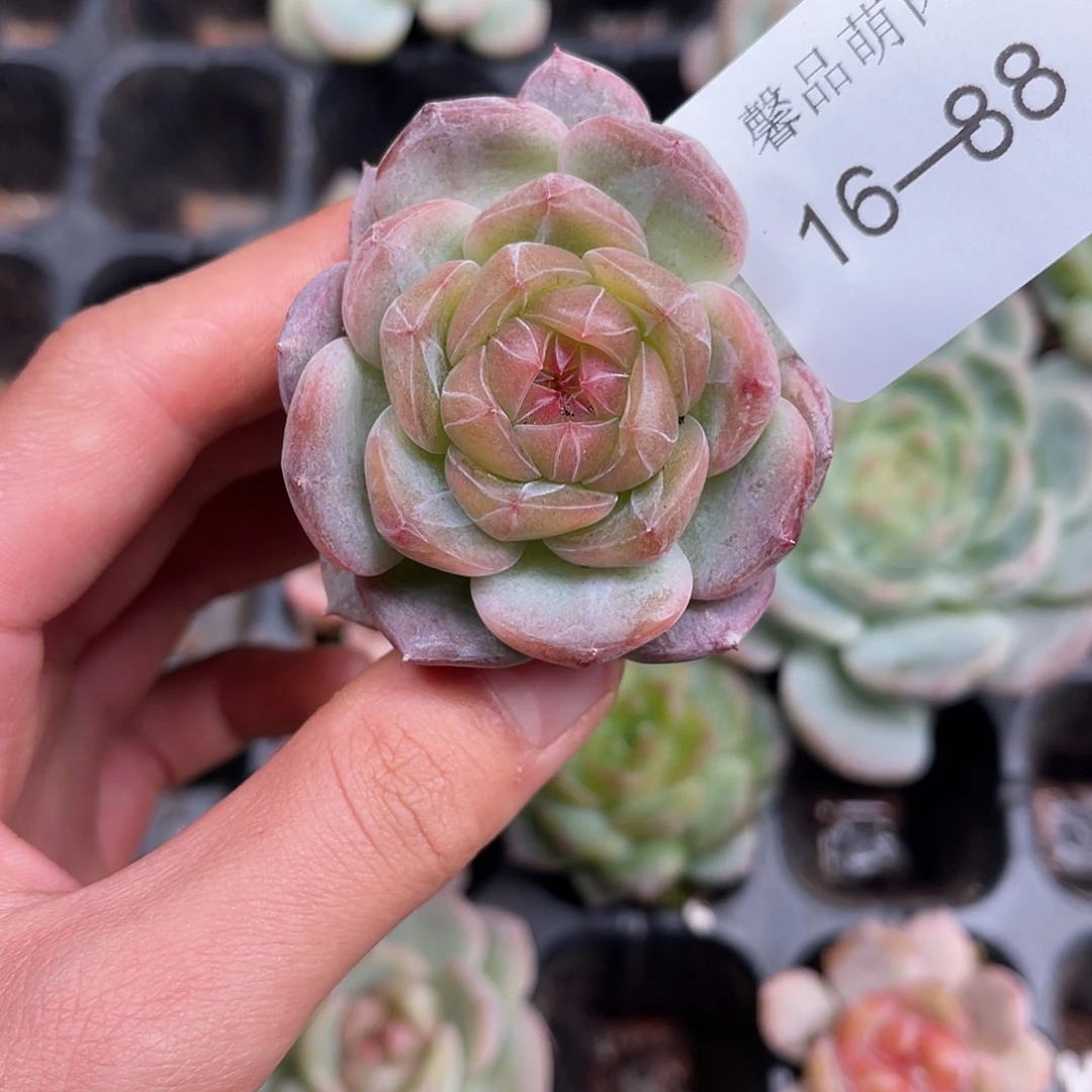 多肉一物一拍16-88