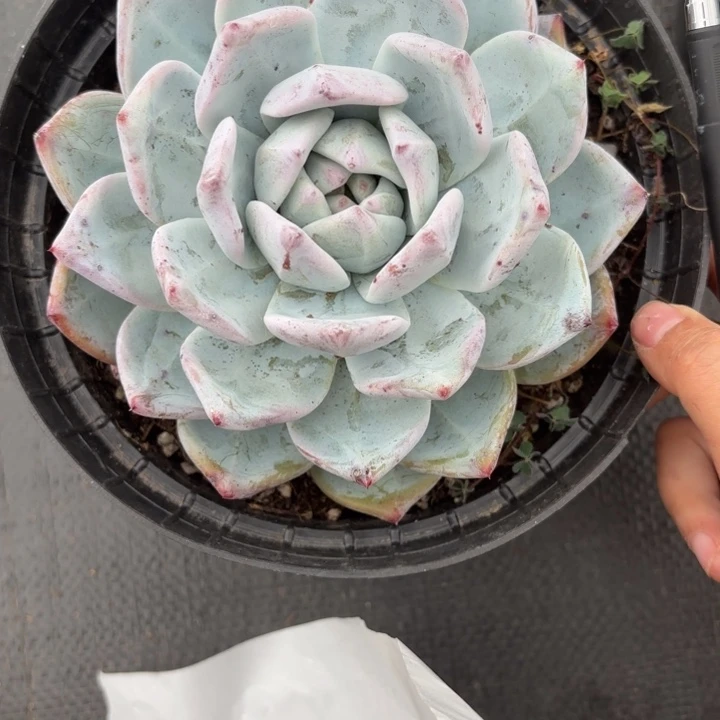 H案后453压压哑哑雨爱爱爱啊哎哎啊aoaw