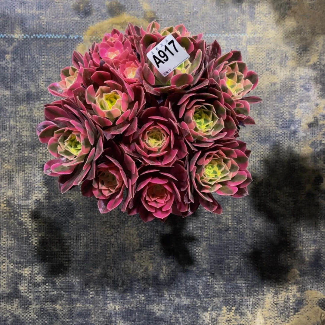 【闪购商品】917粉女巫