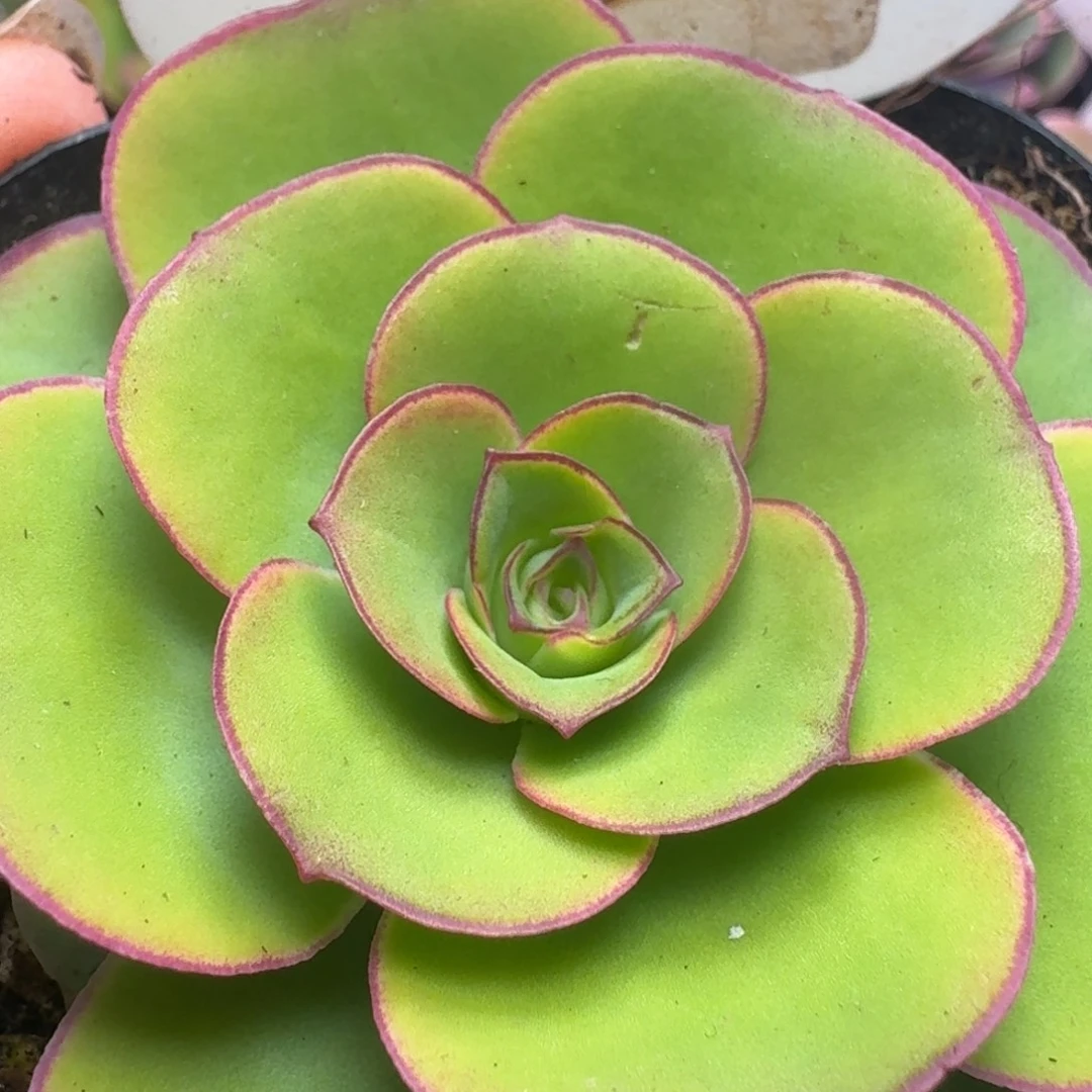 楹楹-8甜茶微瑕-冠幅  5cm