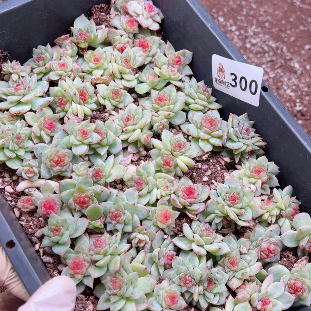 玲*多肉植物多肉植物