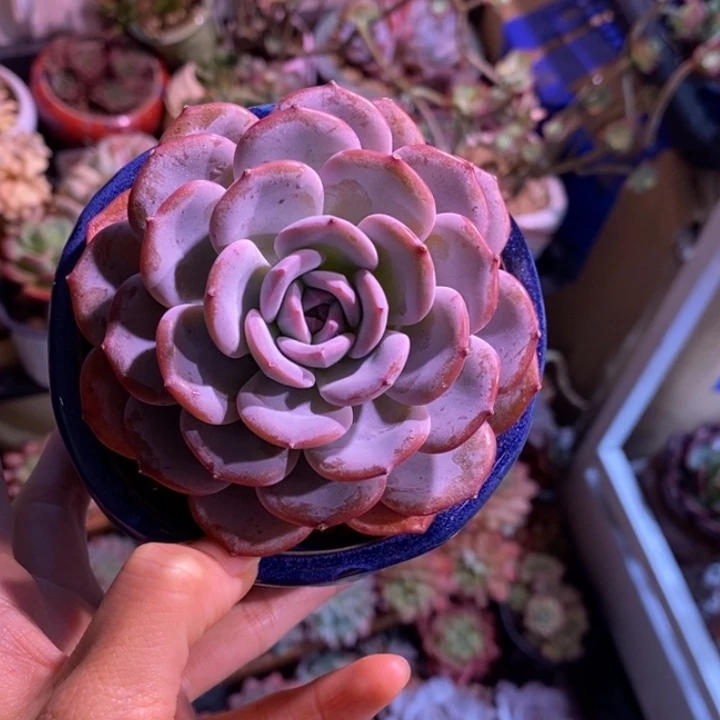 柒***児一物一拍所见所得