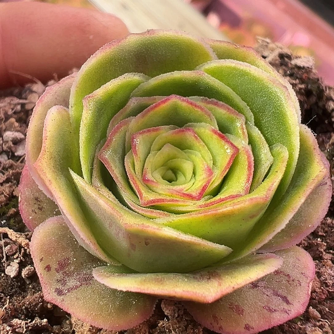 糖糖852蕾丝芳华x各种 开播福利