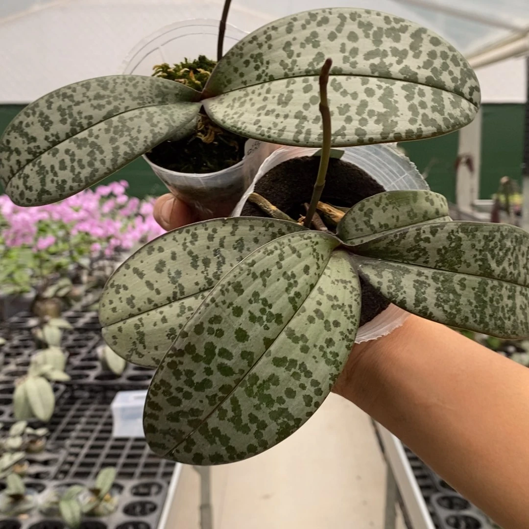 想***饭当前无花栽培后可以开花