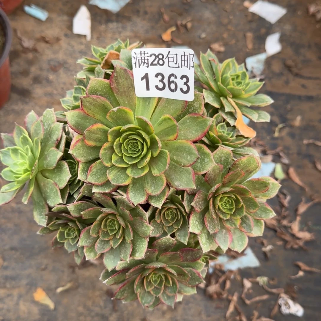 万黄锦多肉1363满28包邮断枝不包