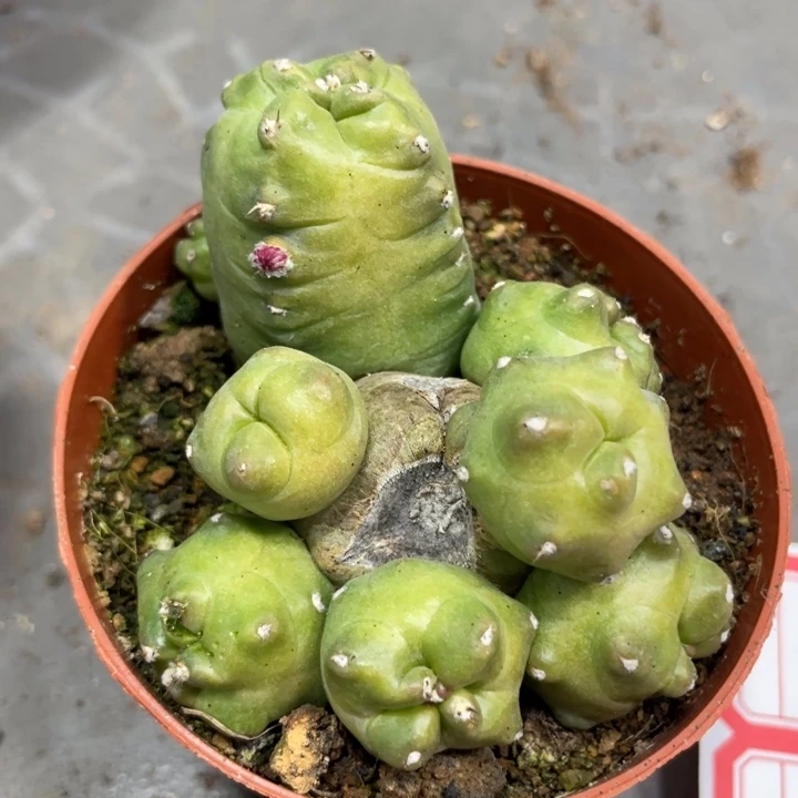 橙花桃太懒多头一物一拍6