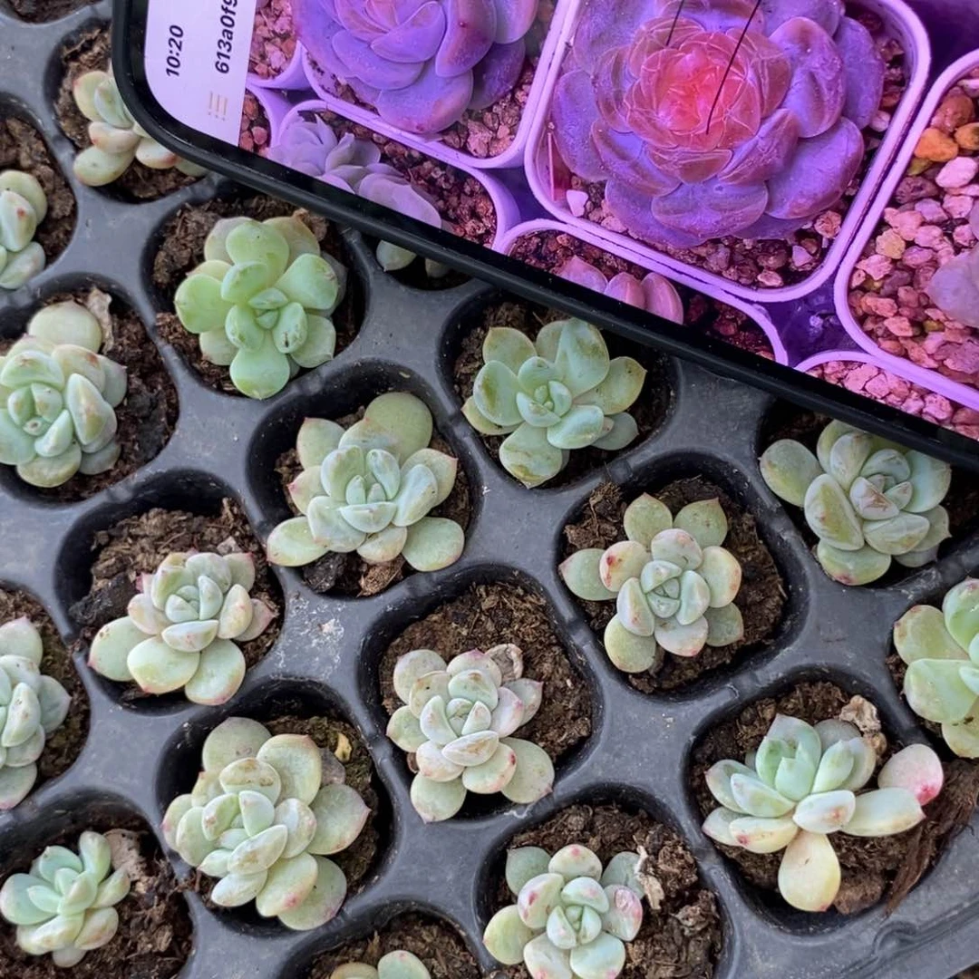 穴盘红琥珀苗2颗