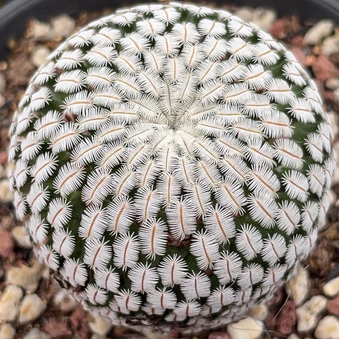 3.8厘米白斜子实生