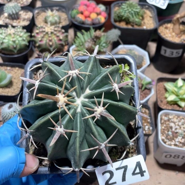 274大凌波仙人球