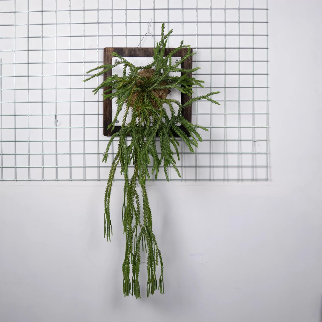 泰国石松室雨林感耐旱庭院垂钓附生多年生观叶绿植盆栽板植