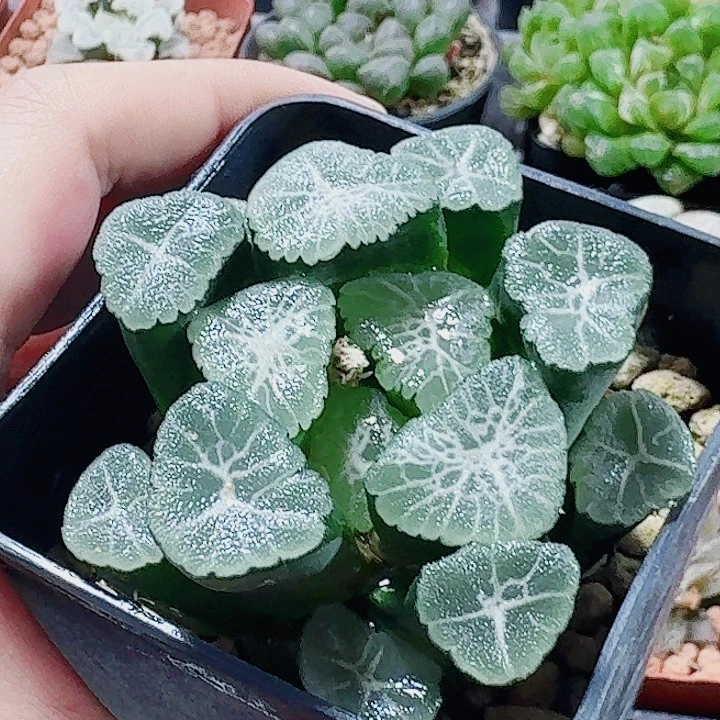 无花朵十二卷大吉万象福利