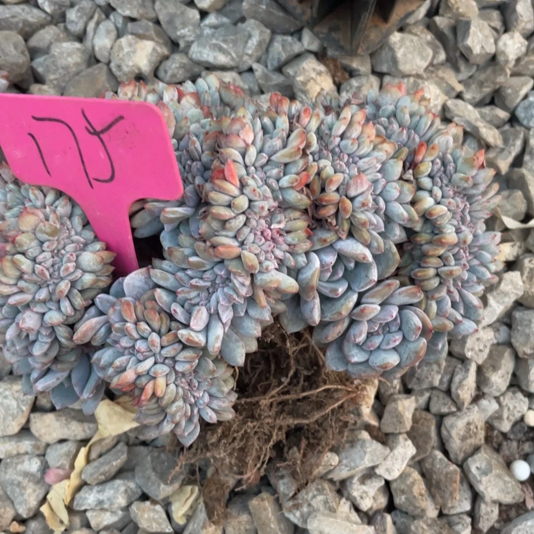 175号星影缀化多头