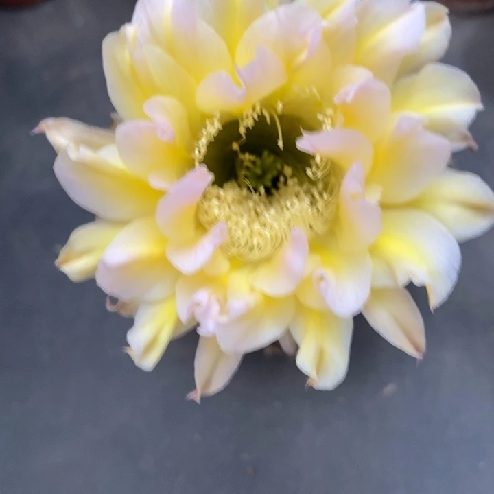 香香卷黄黄白侧芽3公分左右