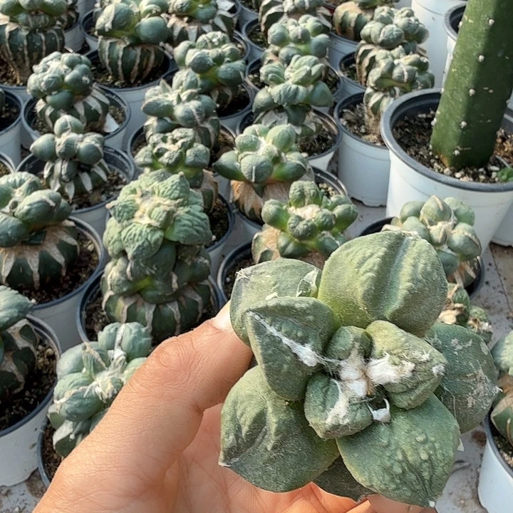 无花朵960龟甲怒涛牡丹