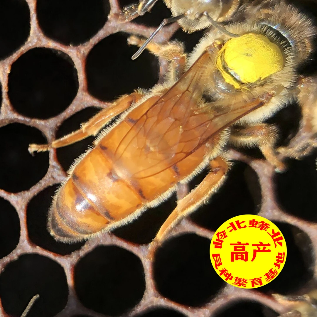 意蜂-育种王-鉴定种王-育种素材