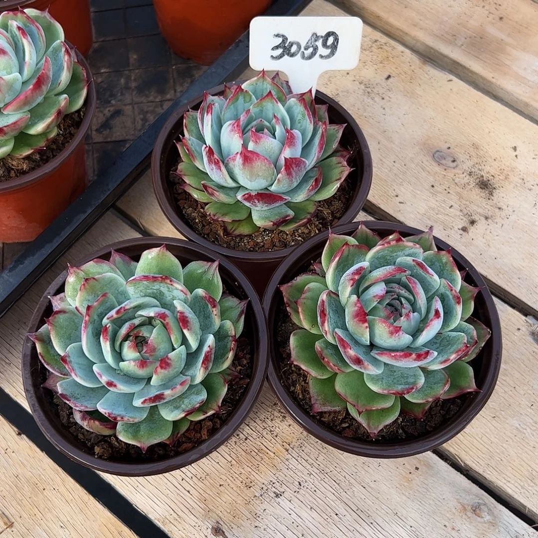 小惊鸿仙子9公分左右三颗3059号