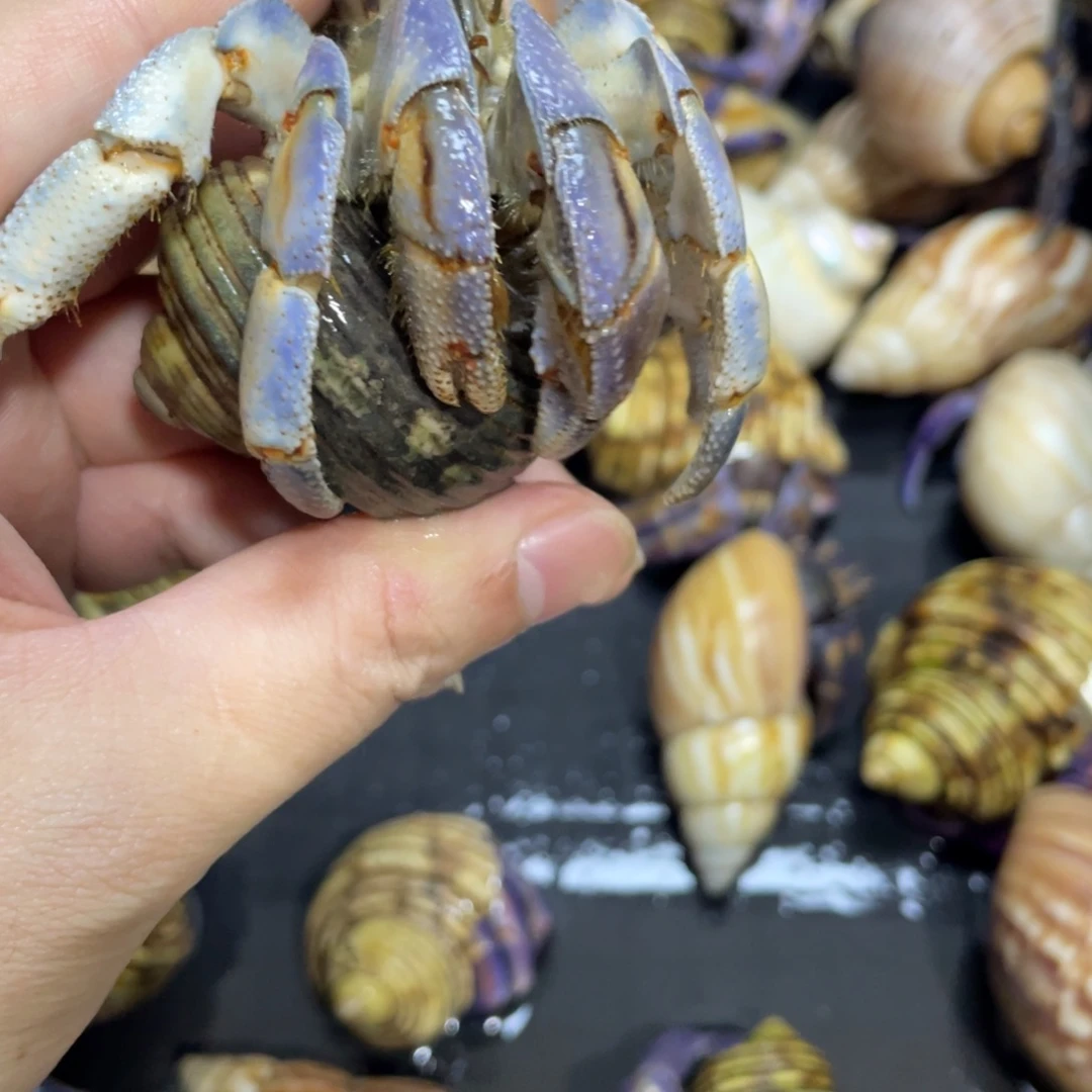 寄居蟹，寄居蟹，寄居蟹