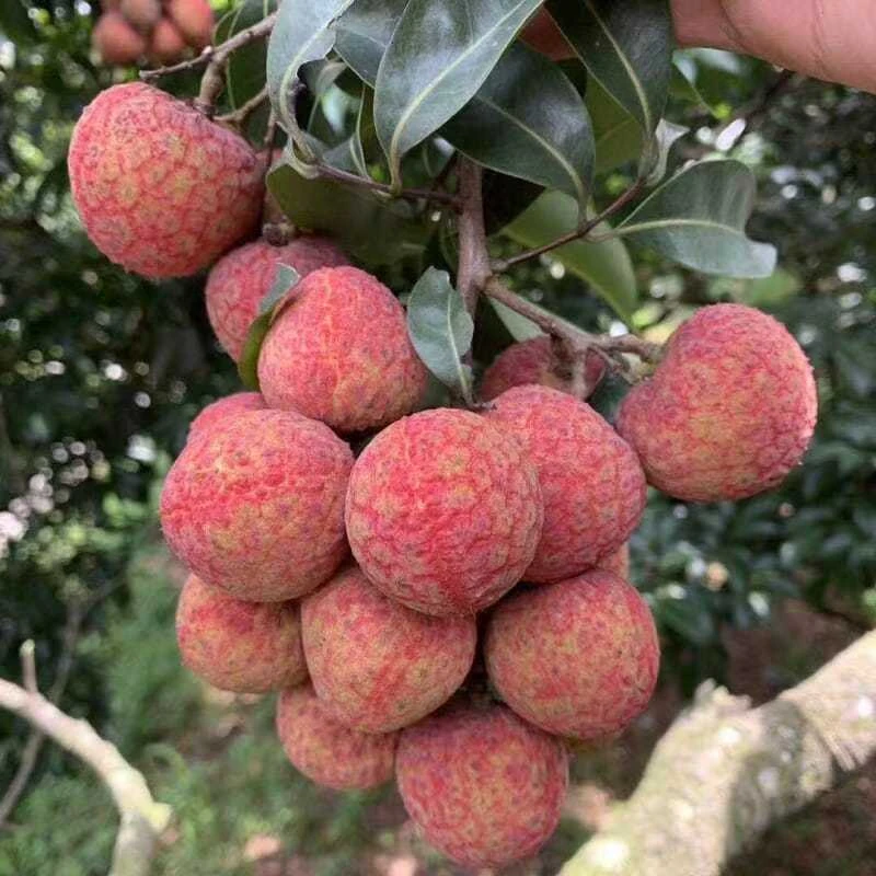 新鲜妃子笑荔枝水果当季爆甜肉嫩多汁现摘黑叶桂味早熟冻荔枝整箱